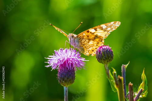 Painted Lady butterfly, vanessa cardu, feeding photo