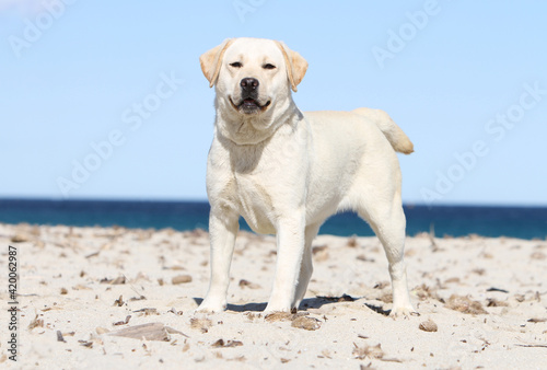 Labrador retriever jaune debout sur la plage 