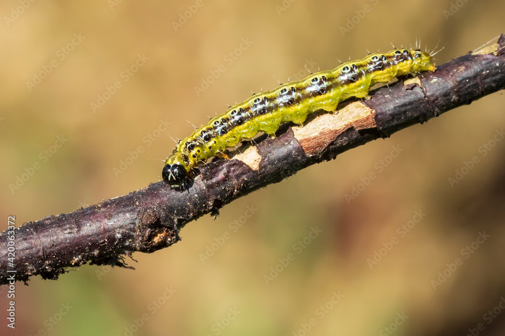 Box tree moth caterpillar, Cydalima perspectalis, closeup feeding