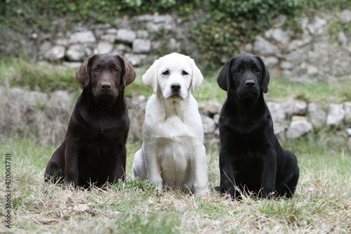 Trois différentes couleurs de Labrador retriever assis dans un jardin 