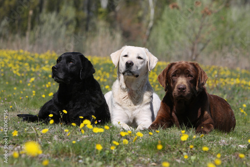 Trois Labradors retriever coucher au milieux des fleurs  photo