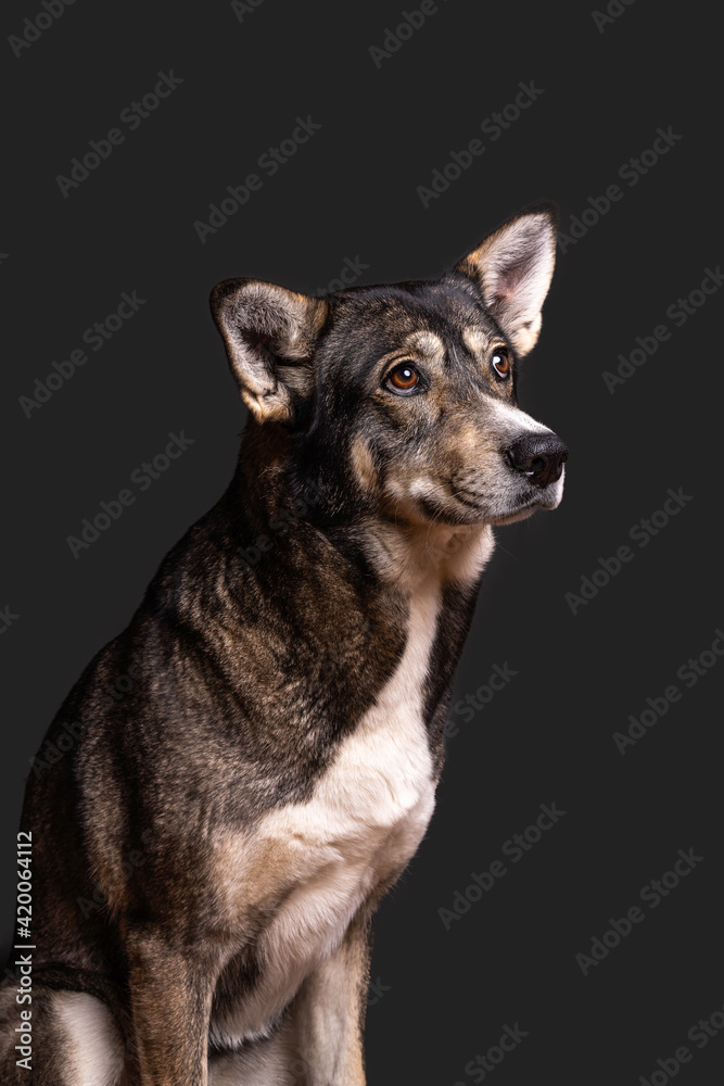 portrait Hund