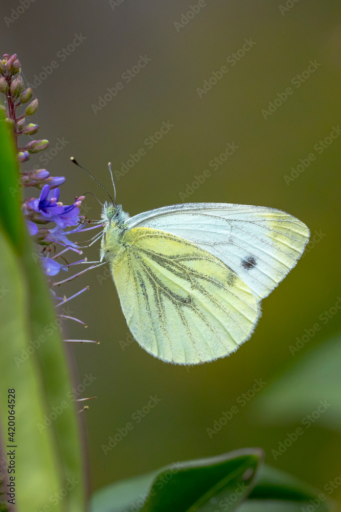 Pieris brassicae, the large white or cabbage butterfly pollinating Pieris brassicae, the large white or cabbage butterfly pollinating