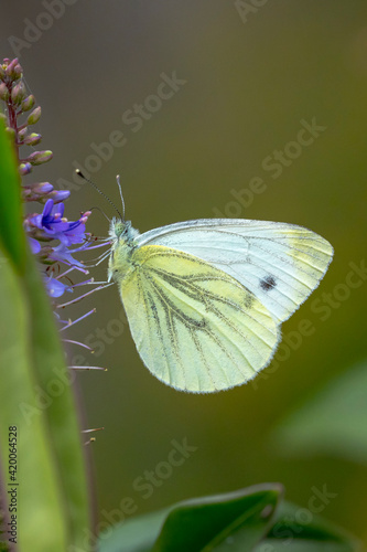 Pieris brassicae, the large white or cabbage butterfly pollinating