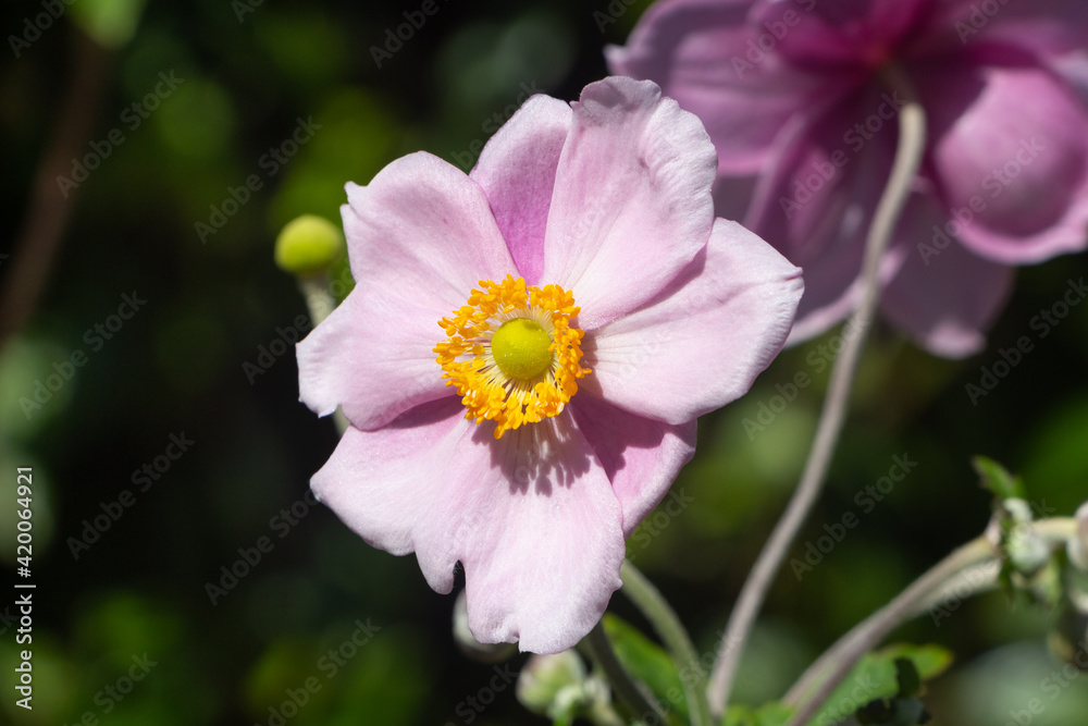 Flower of Japanese anemone