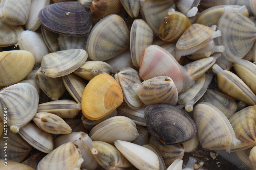Fresh clams in the water. Seafood background. Fresh clams in the water. Seafood background.