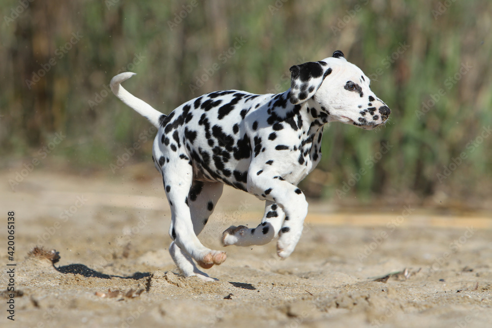Chiot Dalmatien qui court dans le sable Chiot Dalmatien qui court dans le sable