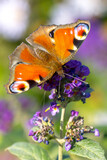 Aglais io, peacock butterfly feeding nectar from a purple butterfly-bush in garden.
