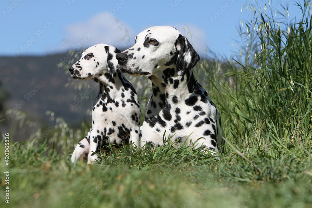 adulte et chiot Dalmatien coucher Côte à côte qui regarde dans la même direction adulte et chiot Dalmatien coucher Côte à côte qui regarde dans la même direction