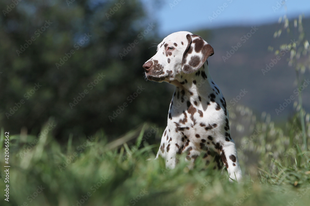 Dalmatien assis qui regarde a gauche Dalmatien assis qui regarde a gauche