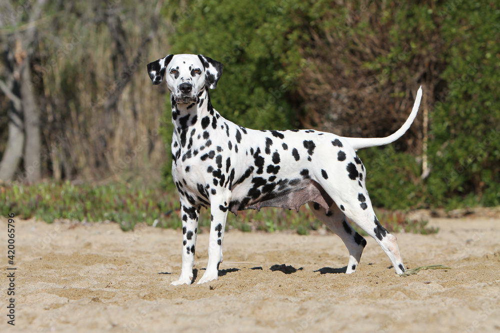 Dalmatien attentif debout en standard de profil Dalmatien attentif debout en standard de profil
