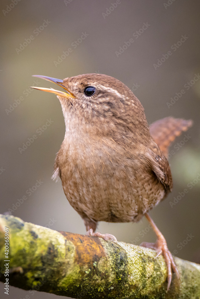 Eurasian Wren bird, Troglodytes troglodytes, display, singing and mating during Springtime Eurasian Wren bird, Troglodytes troglodytes, display, singing and mating during Springtime