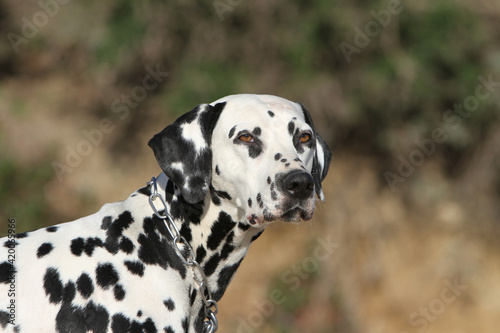 Dalmatien portrait de profil