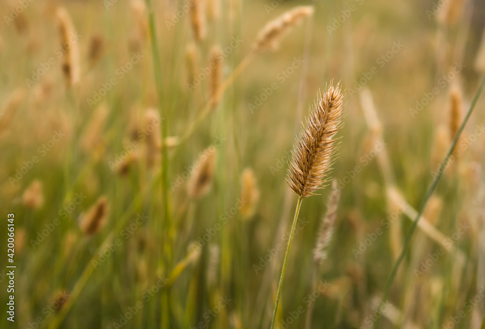 Golden reed in the field. Dry or pampas grass. Natural background with selective soft focus.