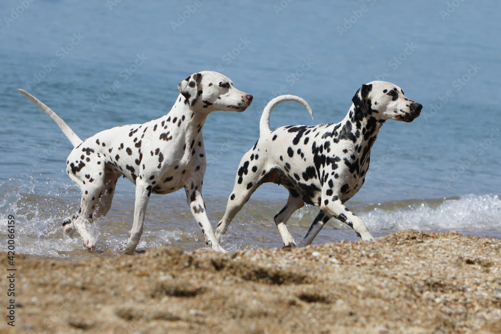 Deux Dalmatien qui sorte de l'eau Deux Dalmatien qui sorte de l'eau
