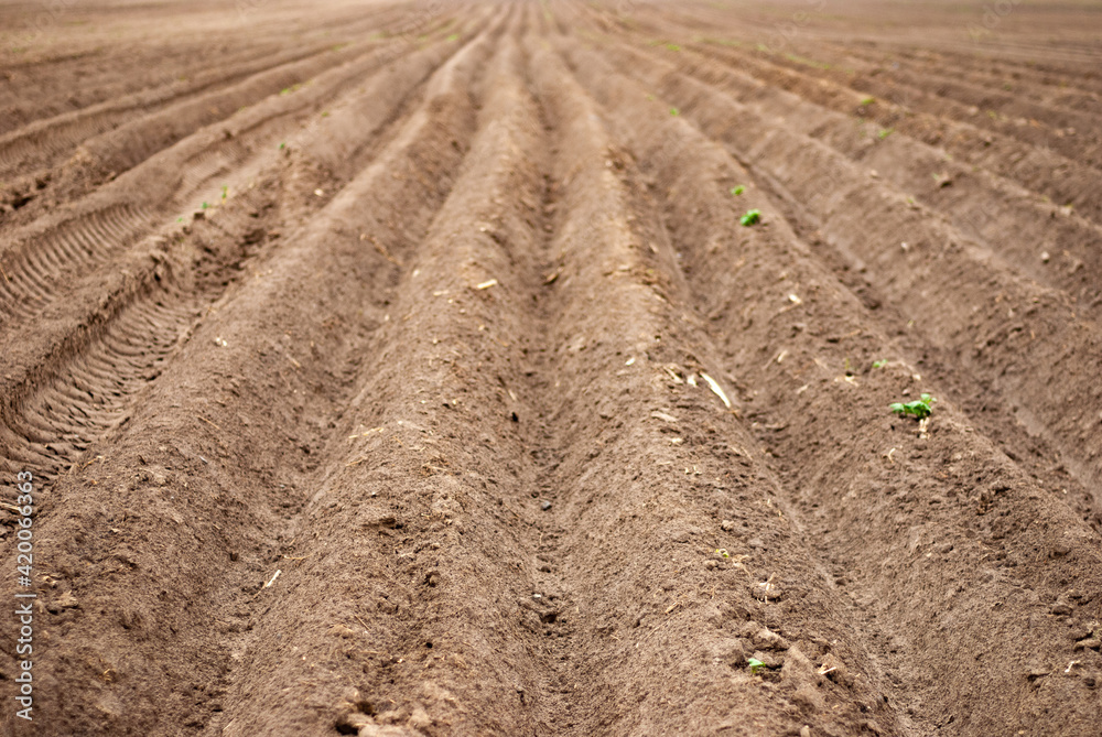 Seed sowing furrows in the field