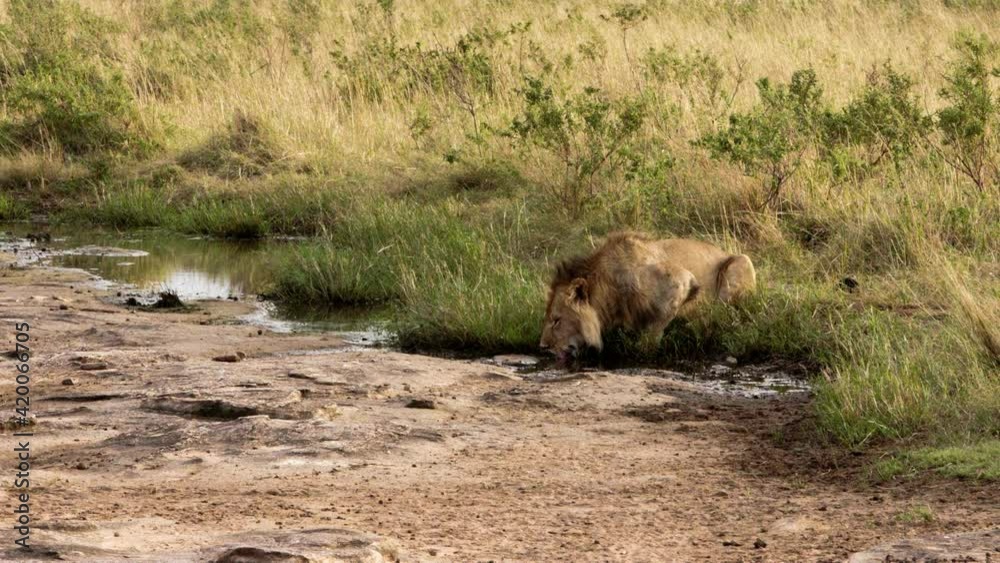 An elderly lioness walking through a savanna An elderly lioness walking through a savanna