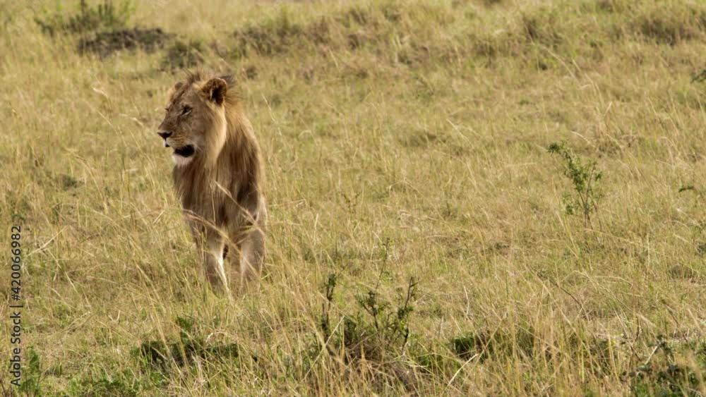 An elderly lioness walking through a savanna An elderly lioness walking through a savanna