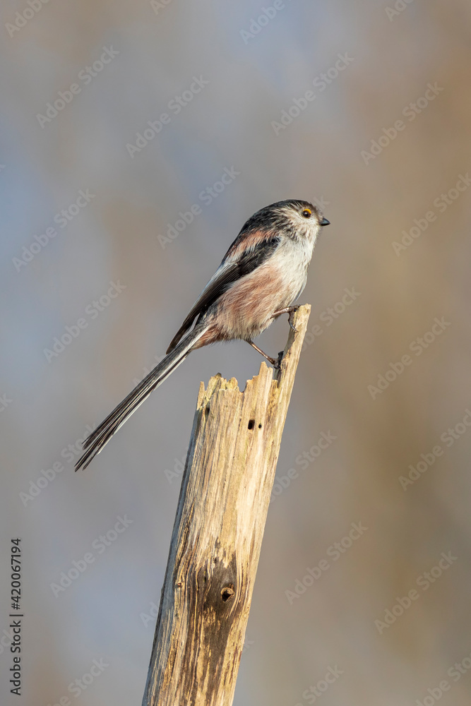 Fototapeta premium Closeup of a long-tailed tit or long-tailed bushtit, Aegithalos caudatus, bird foraging in a forest