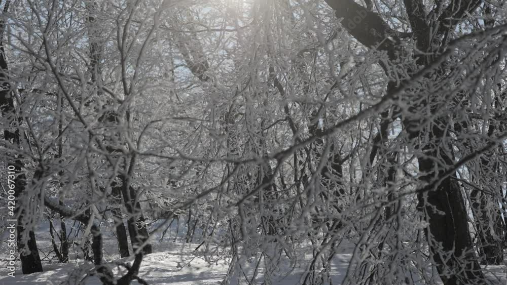 Sunny day at forest covered in snow. Little snow flakes falling from the trees.
