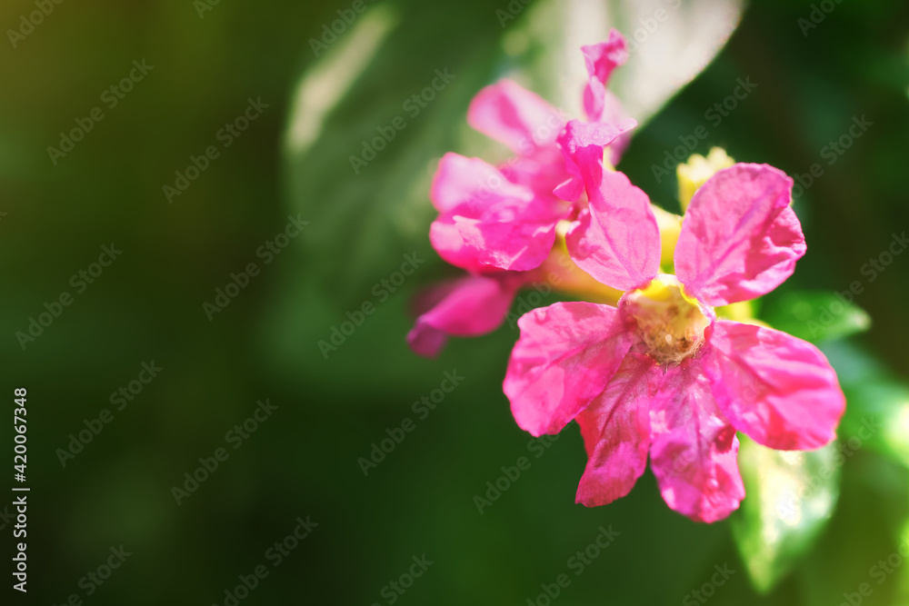 False heather or Mexican heather, Elfin herb, Scientific name Cuphea hyssopifolia, Pink purple color, Little flower beautiful in garden on green blurred background and morning light with copy space.