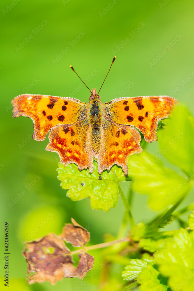 Comma butterfly Polygonia c-album resting top view Comma butterfly Polygonia c-album resting top view