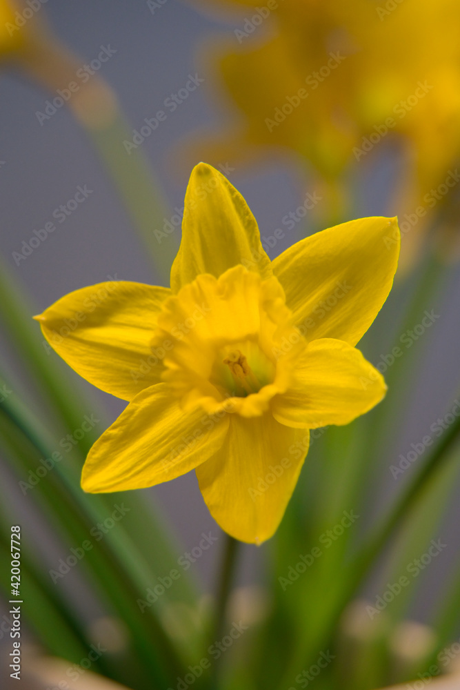the close-up of a beautiful yellow daffodil or narcissus the close-up of a beautiful yellow daffodil or narcissus