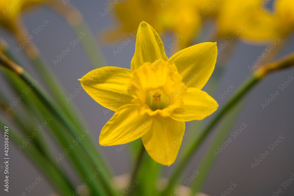 the close-up of a beautiful yellow daffodil or narcissus the close-up of a beautiful yellow daffodil or narcissus