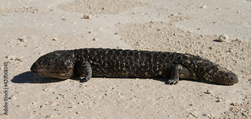 blue tongue lizard