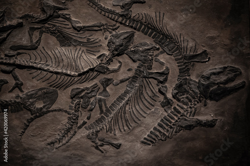Obraz na plátne image of paleontological museum stone dinosaur