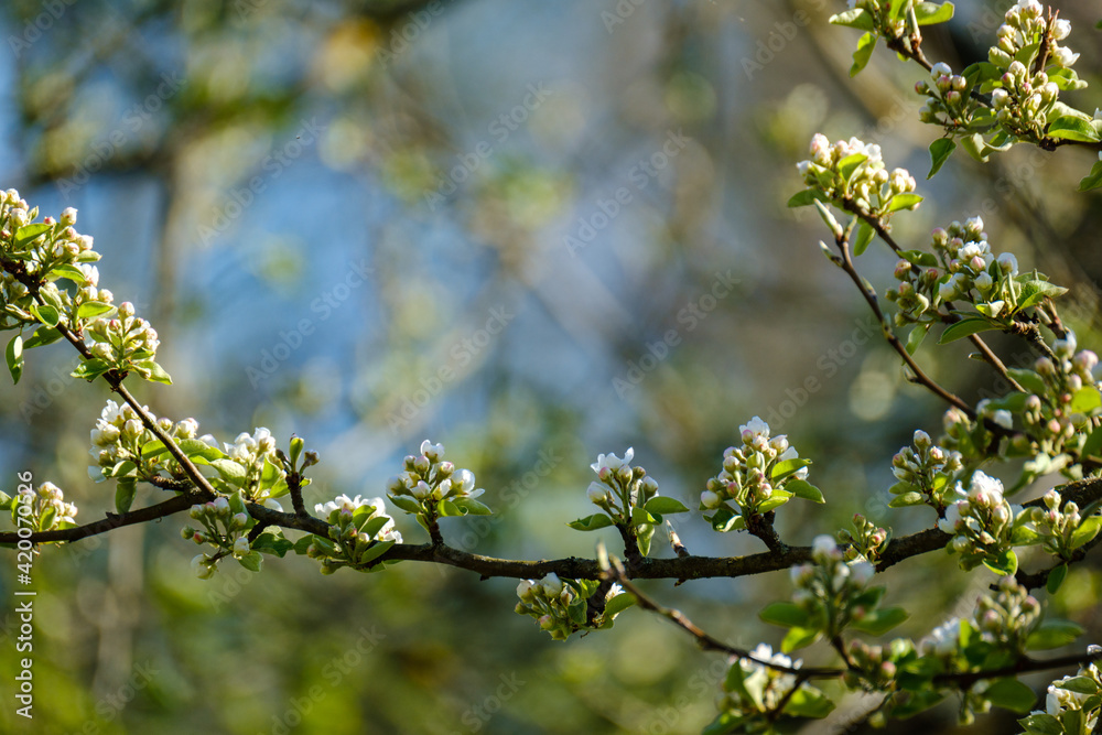 wet spring tree leaves on neutral green blur background wet spring tree leaves on neutral green blur background