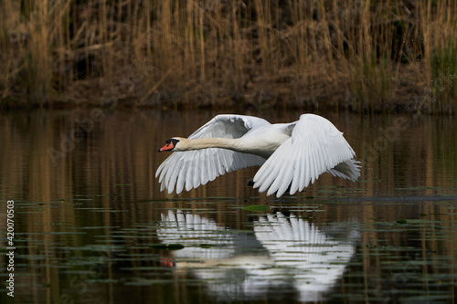 Mute swan (Cygnus olor) © dennisjacobsen