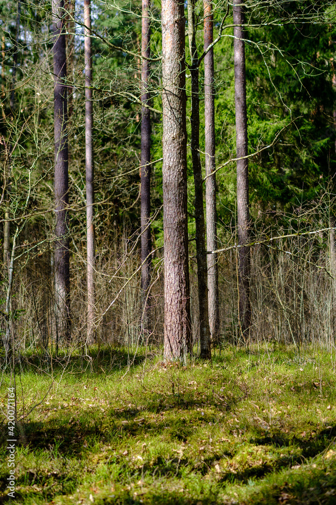 sunny old forest with tree trunks and stomps in spring sunny old forest with tree trunks and stomps in spring
