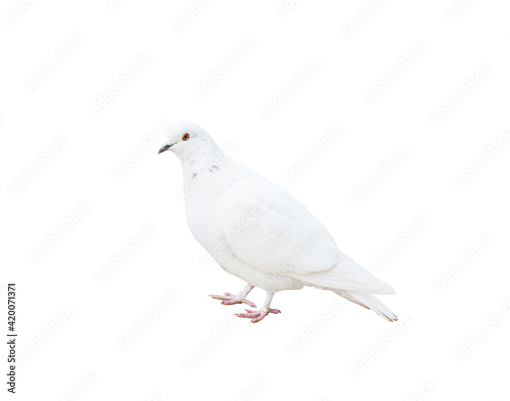 A pigeon. A bird isolated on white background A pigeon. A bird isolated on white background