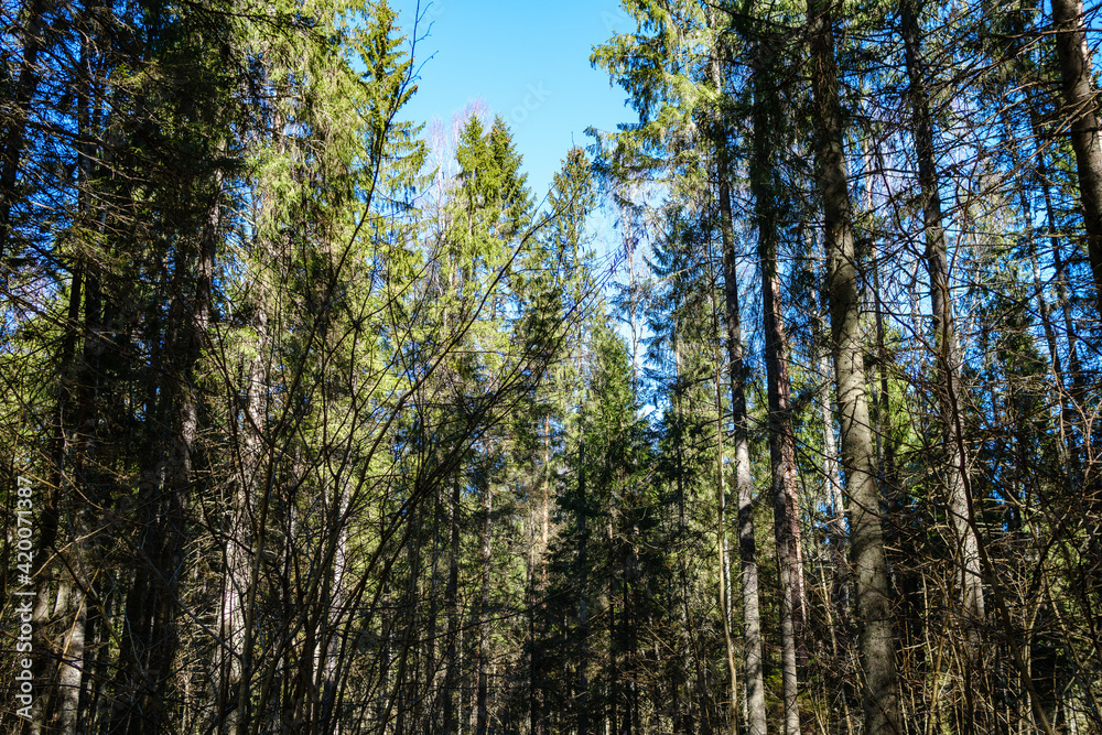 sunny old forest with tree trunks and stomps in spring