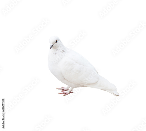 Birds. A pigeon, isolated on white background