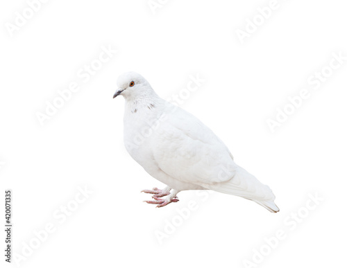A pigeon. A bird isolated on white background