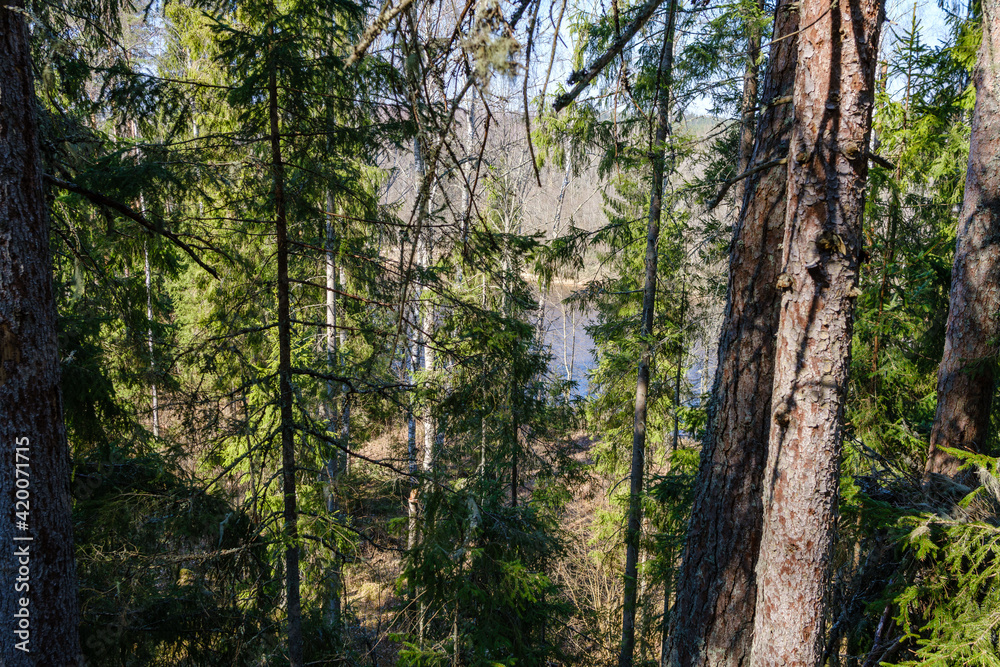 sunny old forest with tree trunks and stomps in spring sunny old forest with tree trunks and stomps in spring