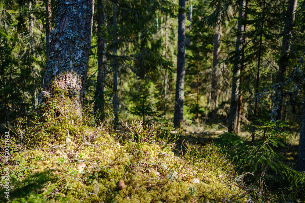 Fototapeta premium sunny old forest with tree trunks and stomps in spring
