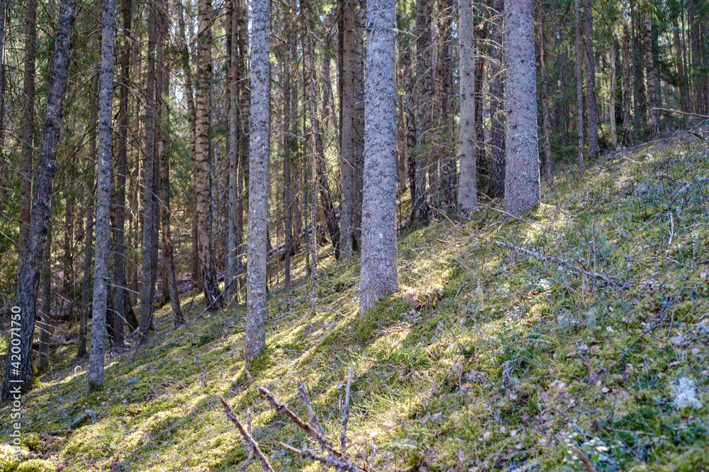 sunny old forest with tree trunks and stomps in spring sunny old forest with tree trunks and stomps in spring