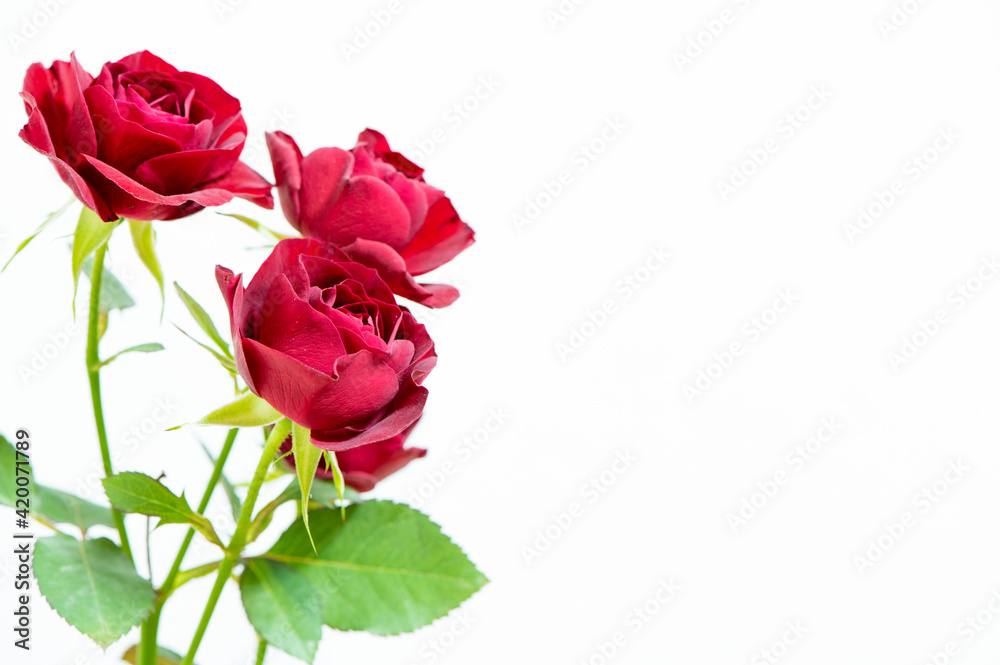 赤いスプレーバラ