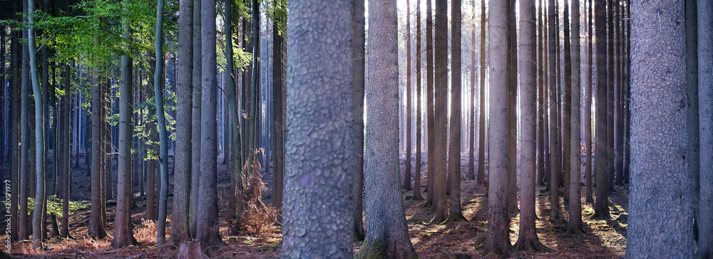 Obraz premium pine forest in Taunus mountains, Germany, stream of sunlight illuminates trees, concept of nature protection, ecological balance, tourism, travel, wallpaper background