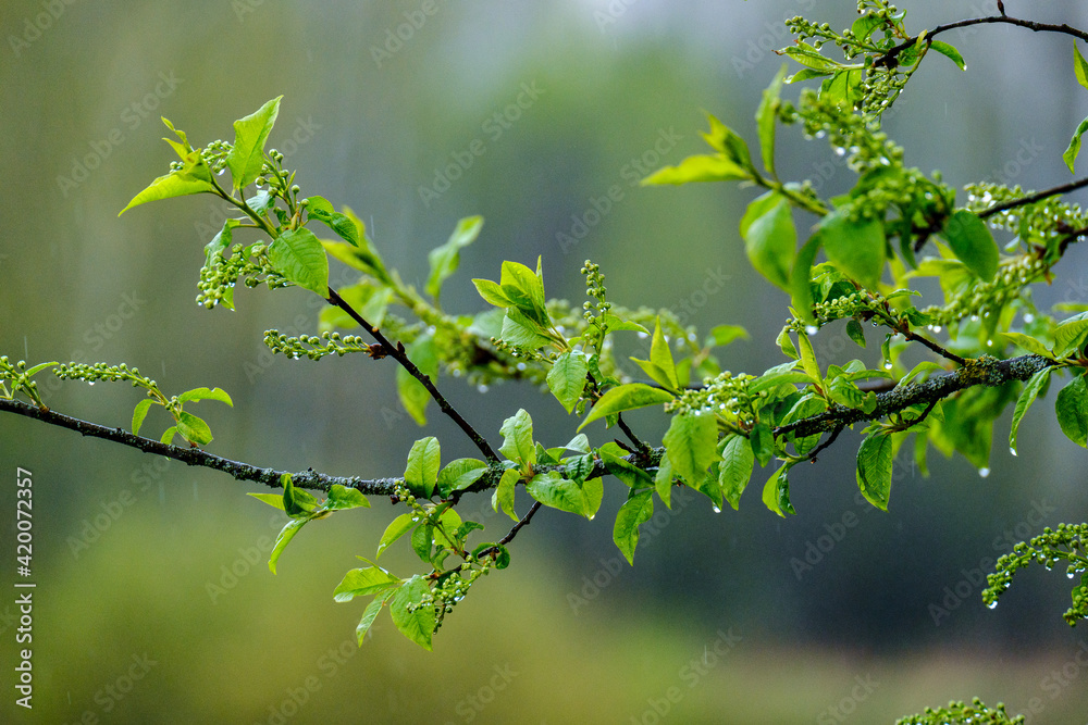 wet spring tree leaves on neutral green blur background wet spring tree leaves on neutral green blur background