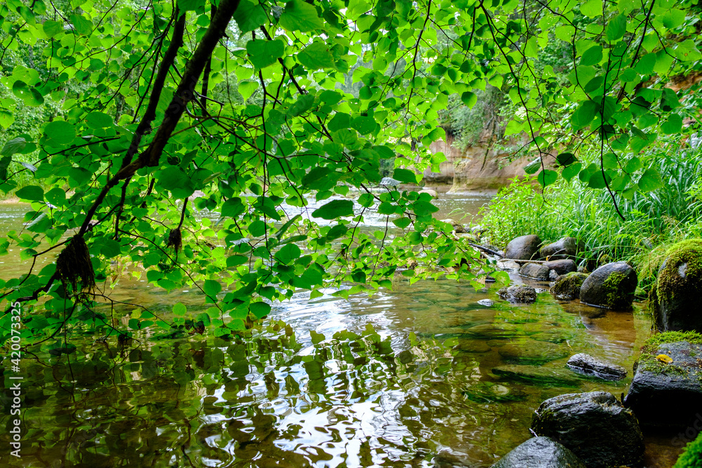 scenic summer river view in forest with green foliage tree leaf and low water scenic summer river view in forest with green foliage tree leaf and low water