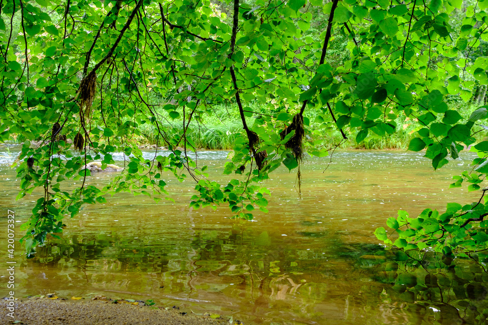 scenic summer river view in forest with green foliage tree leaf and low water