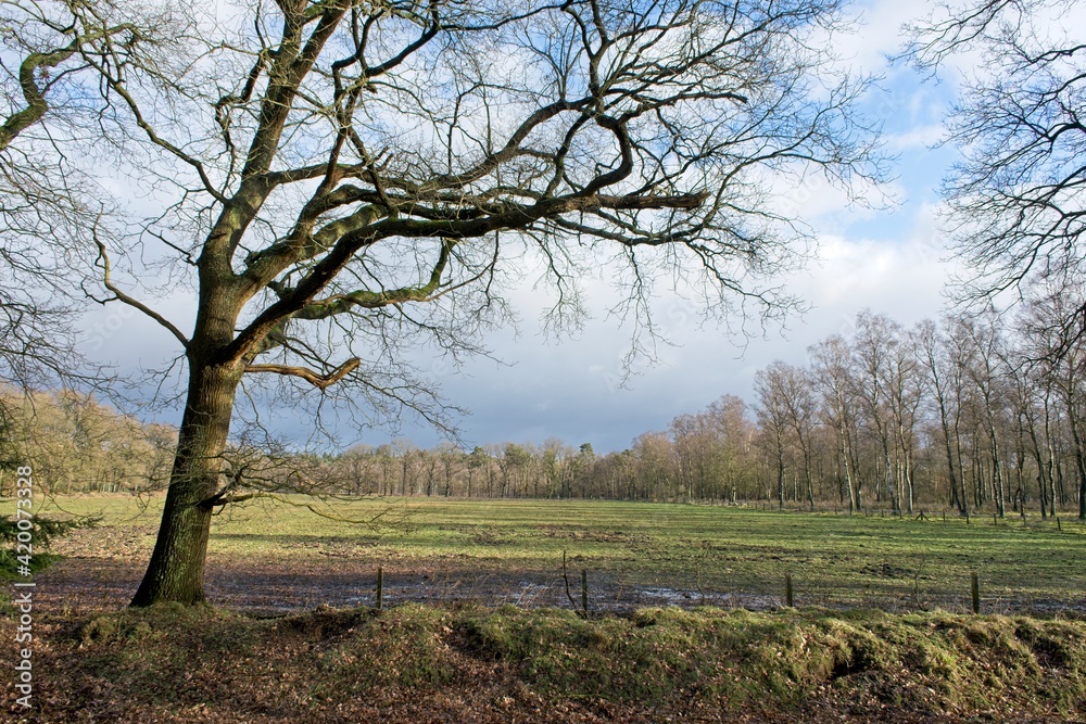 Ede Netherlands - 11 February 2018 - Field in National Park de Hoge Veluwe in the Netherlands Ede Netherlands - 11 February 2018 - Field in National Park de Hoge Veluwe in the Netherlands