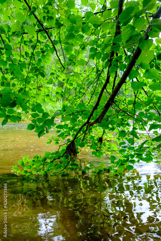 scenic summer river view in forest with green foliage tree leaf and low water scenic summer river view in forest with green foliage tree leaf and low water