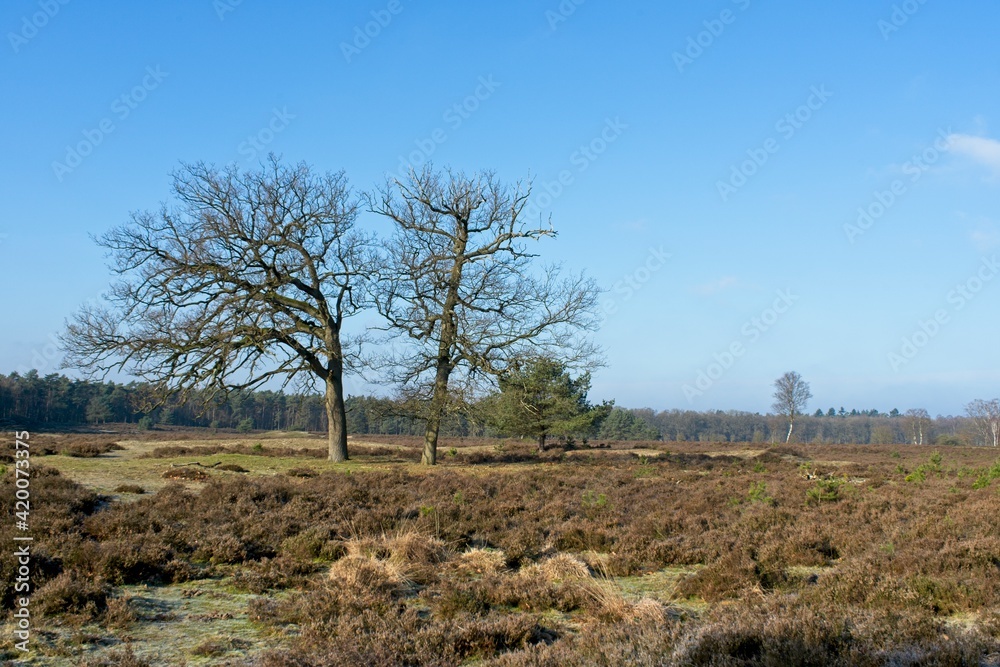 Ede Netherlands - 6 February 2018 - Twin oaks trees in nature reserve Planken Wambuis near Ede in the Netherlands Ede Netherlands - 6 February 2018 - Twin oaks trees in nature reserve Planken Wambuis near Ede in the Netherlands