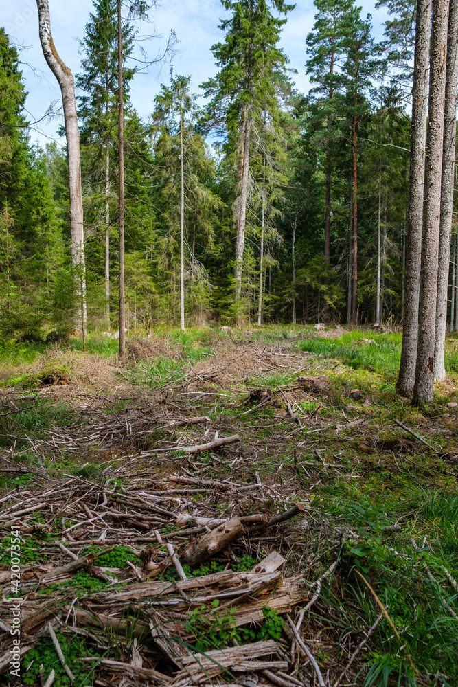 dry old tree trunks and roots left in forest dry old tree trunks and roots left in forest