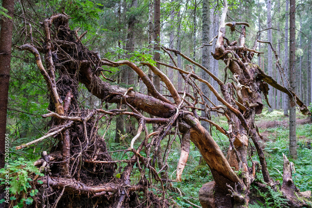 dry old tree trunks and roots left in forest dry old tree trunks and roots left in forest